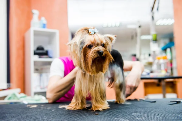 Grooming Yorkshire Terrier Professional Hairdresser Hairdresser Mows Yorkshire Terrier Fur — Stock Photo, Image