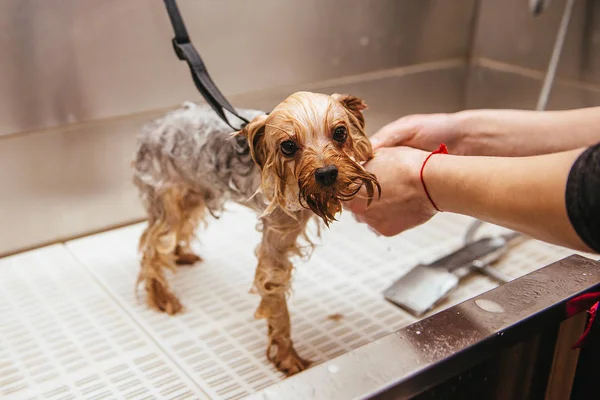 Lavar Yorkshire Terrier Frente Cabeleireiro Profissional Corte Cabelo Lavagem Cão — Fotografia de Stock