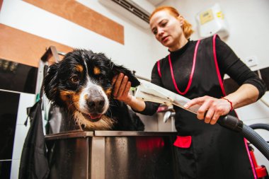 Nın Sennenhund önünde saç kesimi profesyonel kuaför yıkama. kesme önce köpek yıkama