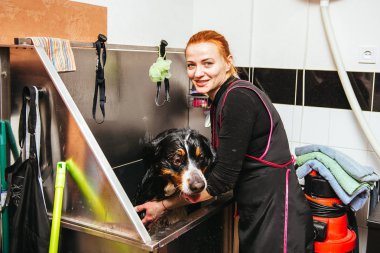 Nın Sennenhund önünde saç kesimi profesyonel kuaför yıkama. kesme önce köpek yıkama