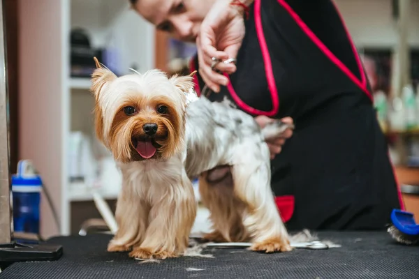 Καλλωπισμός Yorkshire Terrier Επαγγελματία Κομμωτή Κομμωτής Κουρεύει Yorkshire Terrier Γούνα — Φωτογραφία Αρχείου