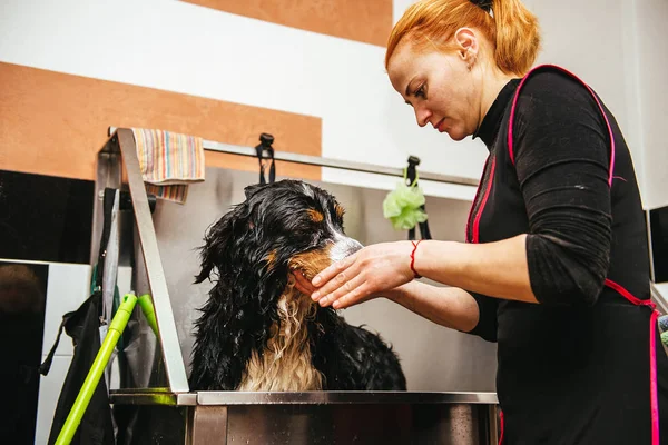 Πλύσιμο Berner Sennenhund Μπροστά Από Κούρεμα Επαγγελματία Κομμωτή Σκύλος Πλύνετε — Φωτογραφία Αρχείου