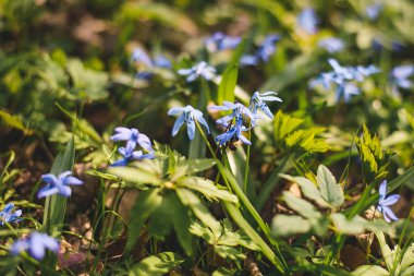 Scilla Sibirya mavi bahar çiçek. İlk Bahar çiçegi.