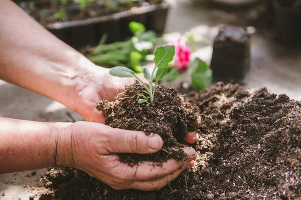 Kwiaciarz trzymający ziemię w rękach. Kiełk w rękach plantatora kwiatów. — Zdjęcie stockowe