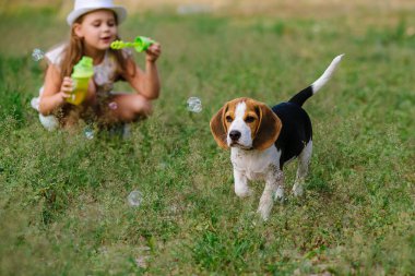 Gurur küçük kız parkta bir köpek ile yürüme. Mutluluk çocuk. Bir köpek tasmalı. Safkan köpek, beagle genç. Çocuk köpek satın aldı.