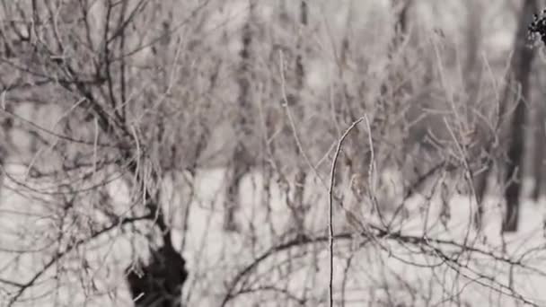 若い男が 写真家で写真を撮るカメラの森 縦断ビューで背景をぼかした写真に冬の晴れた日 — ストック動画