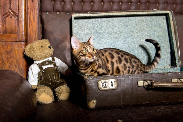 Katze im Koffer - Katze liegt im Reisegepäck - Bengal Cat — Stockfoto