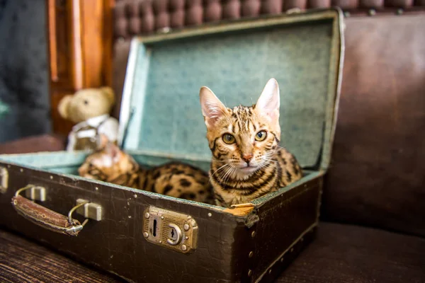 Kot w walizce - Kot układający się w bagażu podróżniczym - Bengal Cat — Zdjęcie stockowe