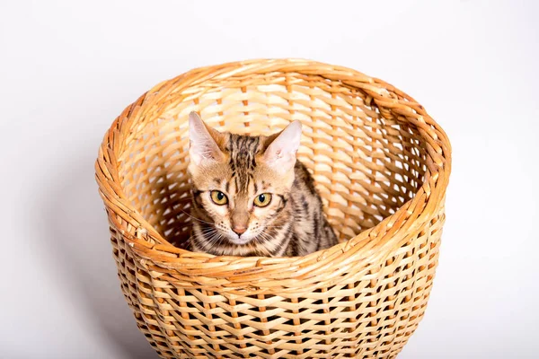 Rasowe bengal kitten w koszyku. na białym tle — Zdjęcie stockowe