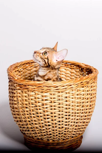 Rasechte Bengaalse kitten in het mandje. geïsoleerd — Stockfoto