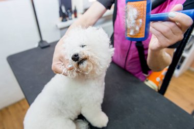 Profesyonel kuaför Bichon Frise köpeklerde damat