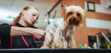 Kuaför yorkshire terrier kürk kulak makası ile mows.