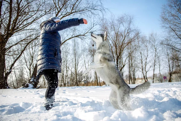 Ragazza con un cane in inverno Husky — Foto Stock