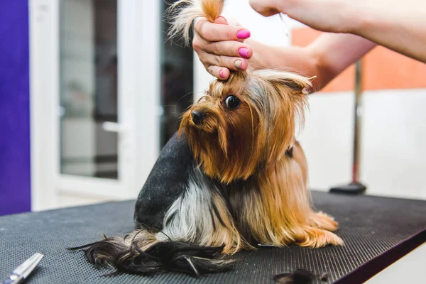 Kuaför yorkshire terrier kürk kulak makası ile mows. — Stok fotoğraf