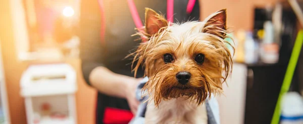 Secagem Yorkshire terrier em um cabeleireiro profissional — Fotografia de Stock