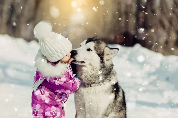 Маленька дівчинка з красивою великою собакою в лісі в зимовий час — стокове фото