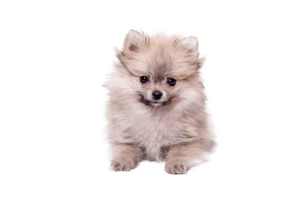 Pomeranian 강아지 흰색 절연 2 달의 나이 — 스톡 사진