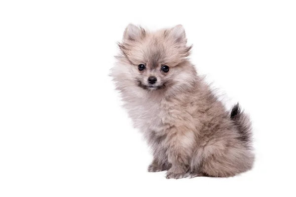 Cachorro pomerania la edad de 2 meses aislado en blanco —  Fotos de Stock