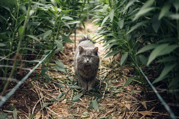 Kameraya bakarak bir kedi portresi. Gri güzel kabarık kedi çim — Stok fotoğraf