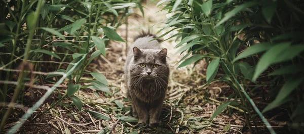 Porträtt av en katt stirrar på kameran. Grå vackra fluffiga katten i gräset — Stockfoto