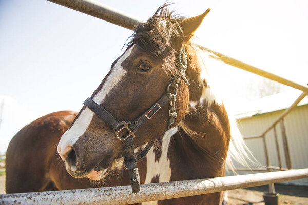 chestnut horse standing behind a fence in a stable in the open air