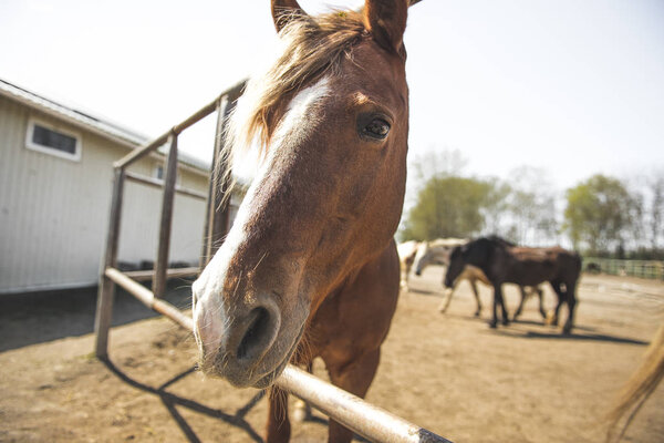 chestnut horse standing behind a fence in a stable in the open air