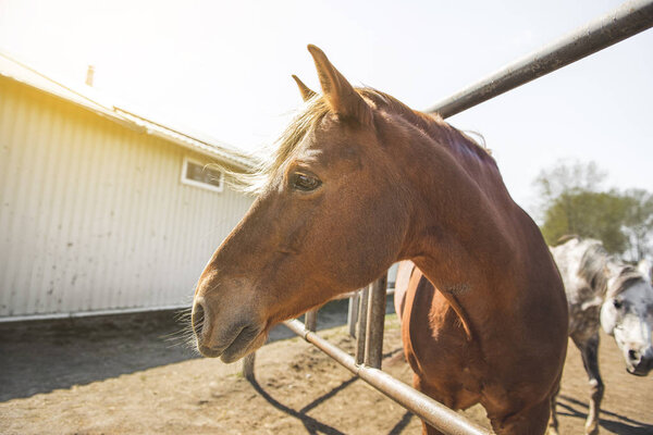 chestnut horse standing behind a fence in a stable in the open air