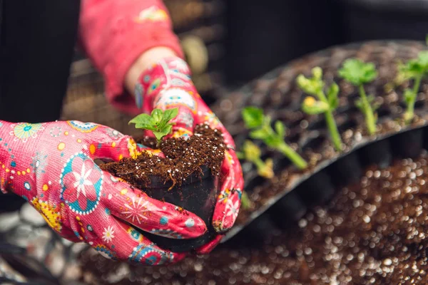 Blumenhändler mit Erde in der Hand. Ein Spross in den Händen eines Blumenzüchters. — Stockfoto