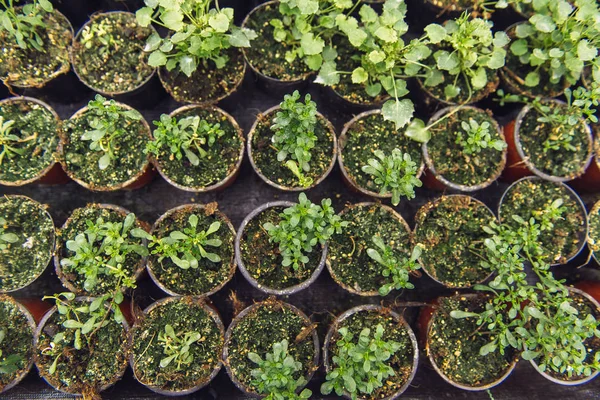 Ett gäng babyväxter som växer inuti krukor inne i ett växthus plantskola. — Stockfoto