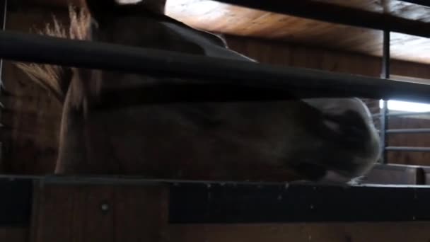 El caballo en el establo — Vídeo de stock
