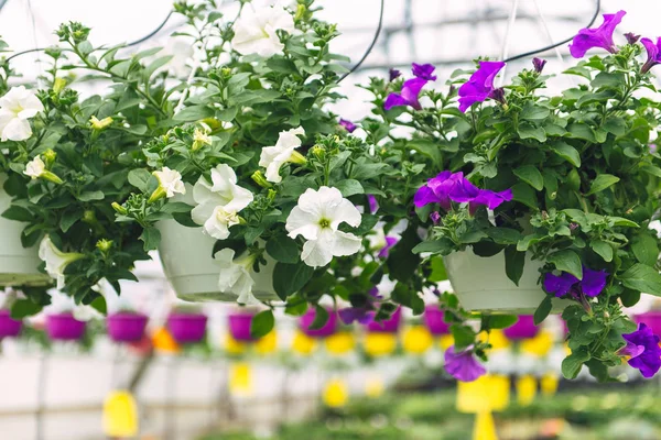 Fiore Surfinia Rosa Presso Negozio Dettaglio Garden Center Coltivazione Fiori — Foto Stock