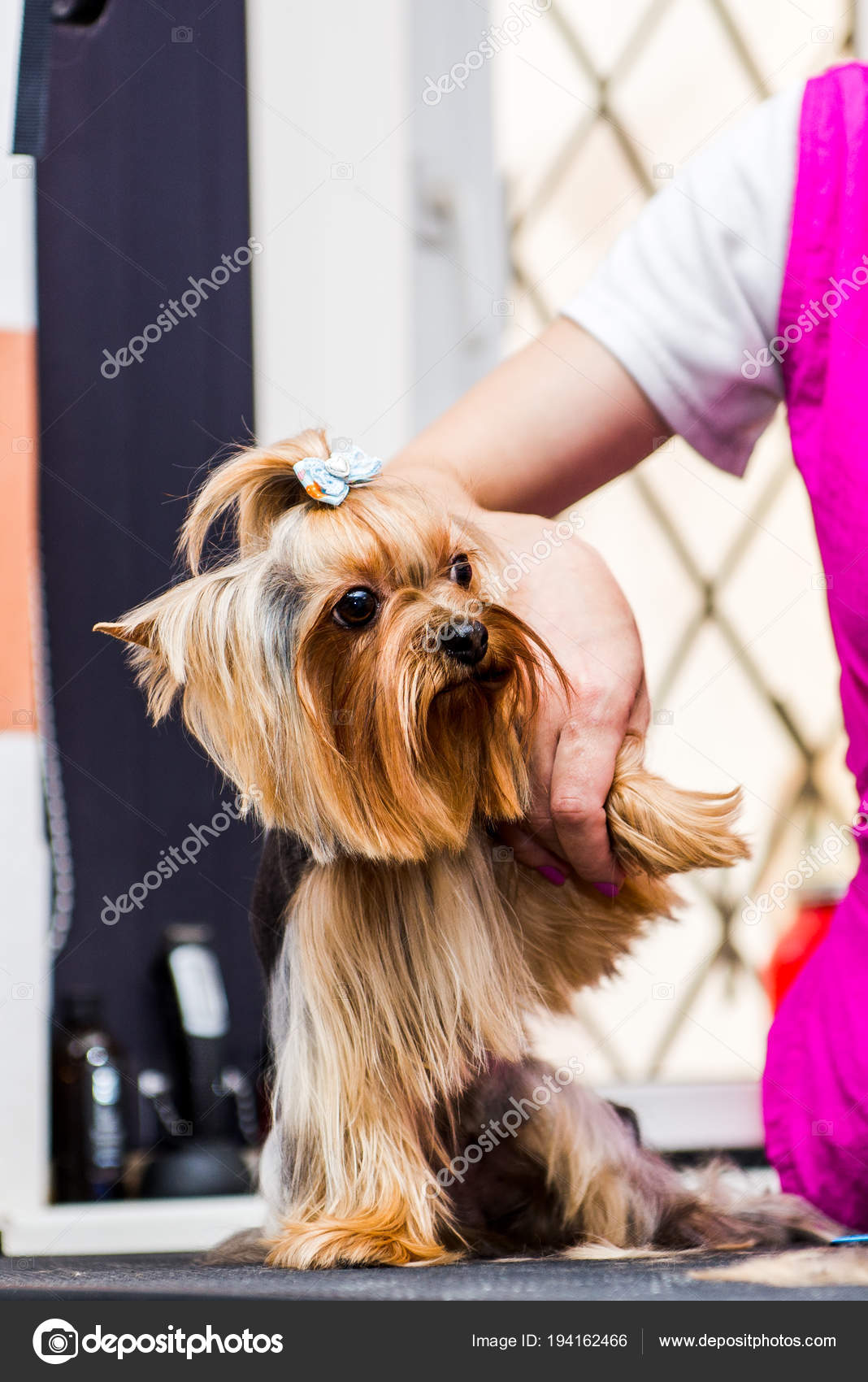 Yorkshire terrier grooming sales