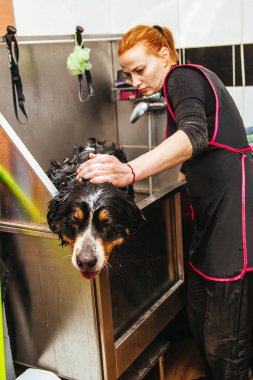 Nın Sennenhund önünde saç kesimi profesyonel kuaför yıkama. kesme önce köpek yıkama