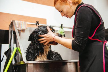 Nın Sennenhund önünde saç kesimi profesyonel kuaför yıkama. kesme önce köpek yıkama