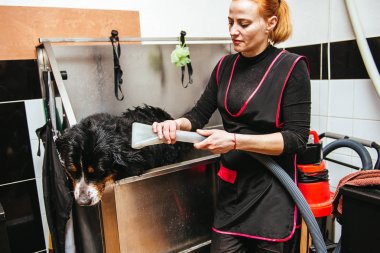 Nın Sennenhund önünde saç kesimi profesyonel kuaför yıkama. kesme önce köpek yıkama