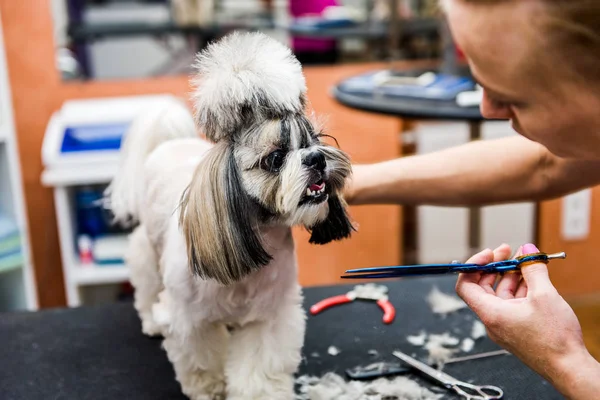 プロの美容師の髪型でシーズー犬 — ストック写真