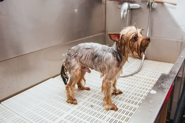 Πλύσιμο Γιορκσάιρ Τεριέ Μπροστά Από Κούρεμα Επαγγελματία Κομμωτή Σκύλος Πλύνετε — Φωτογραφία Αρχείου