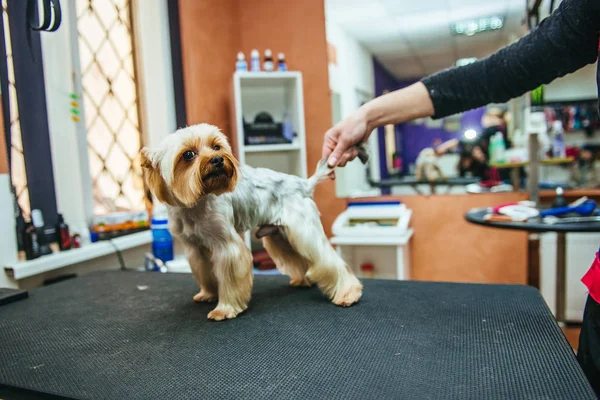 Oporządzanie Konia Rasy Yorkshire Terrier Profesjonalny Salon Fryzjerski Salon Fryzjerski — Zdjęcie stockowe