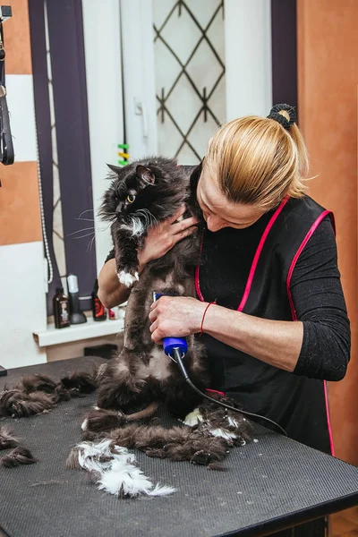 Berber Kedi Saç Kesimi Seçici Odak Üstünde Belgili Tanımlık Cats — Stok fotoğraf