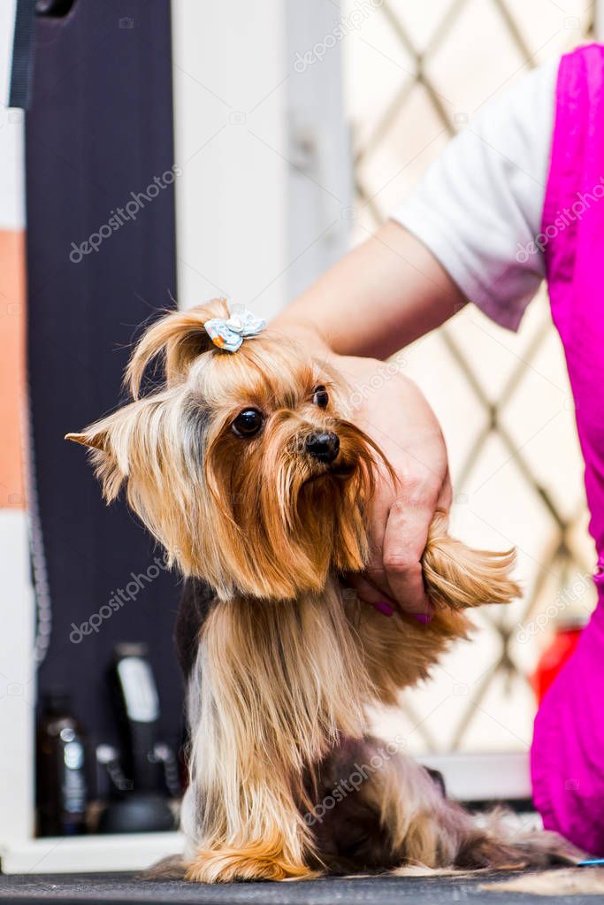 Grooming Yorkshire Terrier professional hairdresser. Hairdresser mows Yorkshire Terrier fur on the ear with a trimmer