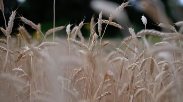 Campo de trigo amadurecido à noite closeup — Vídeo de Stock