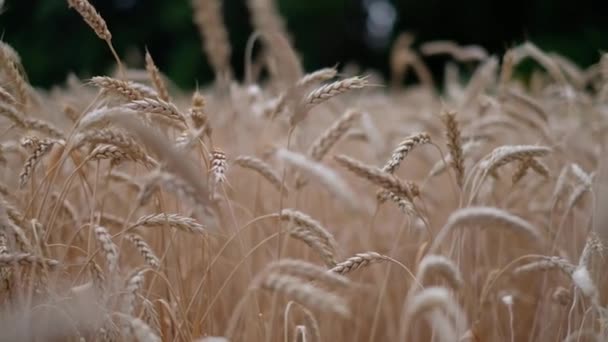 Campo de trigo madurado en el primer plano de la noche — Vídeos de Stock