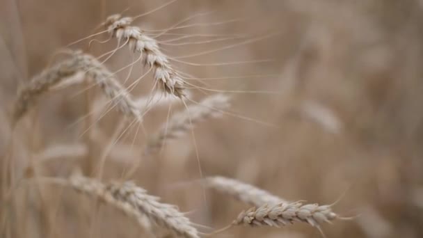 Campo de trigo madurado en el primer plano de la noche — Vídeos de Stock