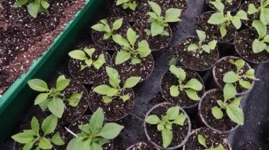 Bir kadın çiçek tencereye Fideler dikim elleri. bitkiler nakli. Birkaç saksıyı, toprak yığını üzerinde kahverengi. Dünya günü.