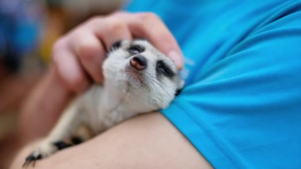 Um homem segurando um meerkat em seus braços em casa. Close-up mãos e meerkat . — Vídeo de Stock