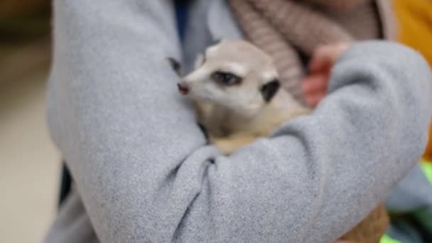 Seorang wanita memegang meerkat dalam pelukannya di rumah. Close-up hands and meerkat . — Stok Video