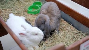 Çiftlik hayvanları. İki büyük tavşan ot yer.