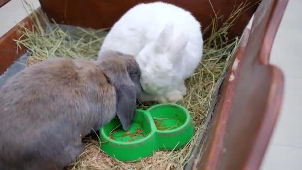 Hewan ternak. Dua kelinci besar makan rumput — Stok Video