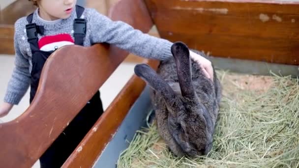 A child stroking a giant decorative rabbit — 비디오