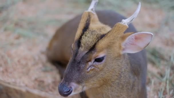 Reeves Muntjack en el zoológico - Muntiacus reevesi — Vídeo de stock